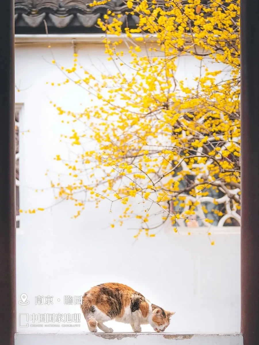 中国国家地理：这个时节的顶级“梅”景，色香俱全！