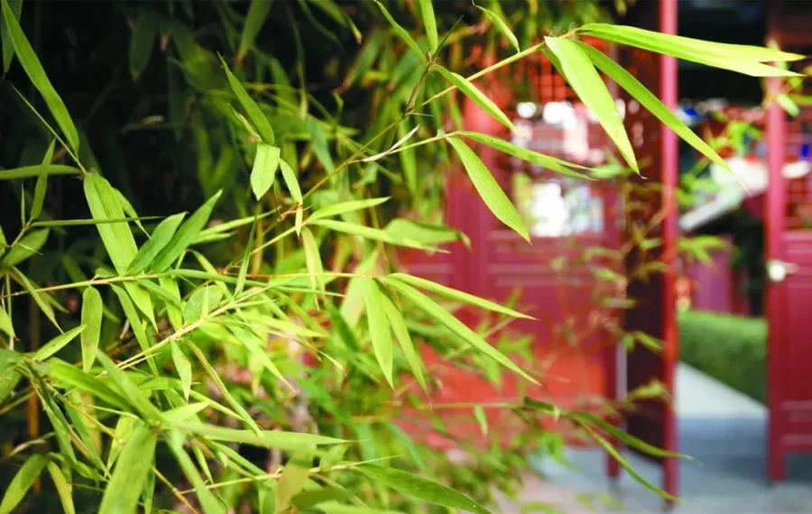 融化焦虑｜春到竹梢头   心空万事修
