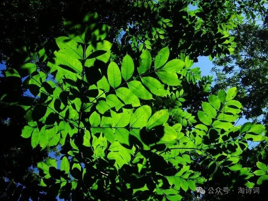 宋，元巅峰诗词76首，我们耳熟能祥的经典