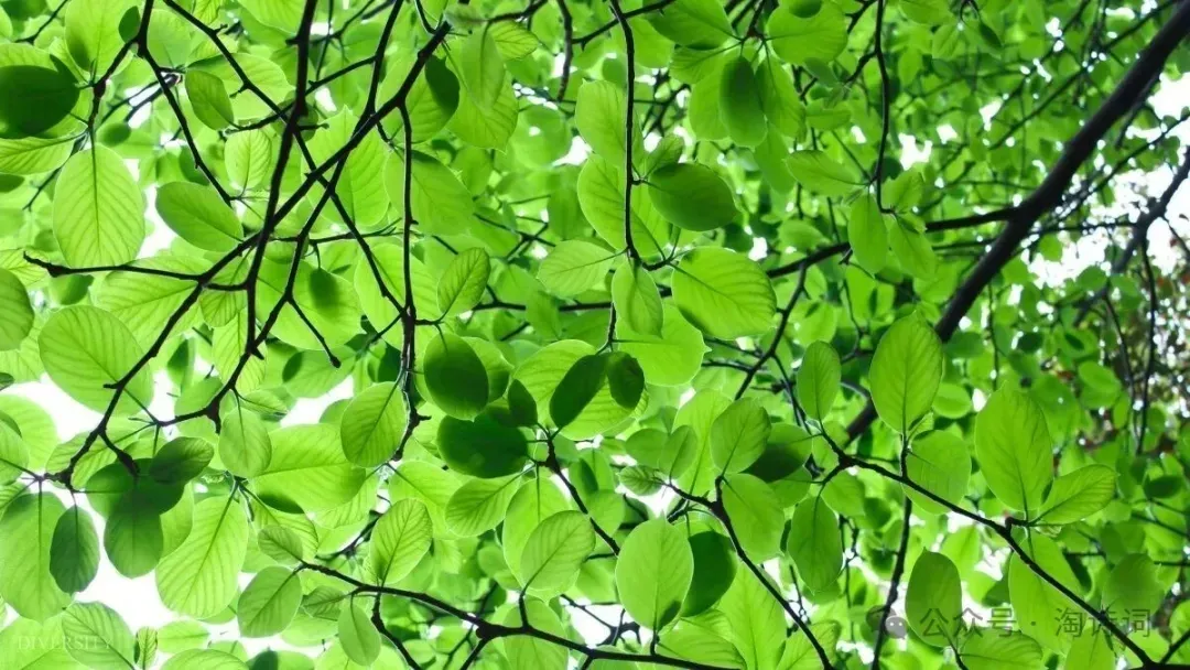 宋，元巅峰诗词76首，我们耳熟能祥的经典