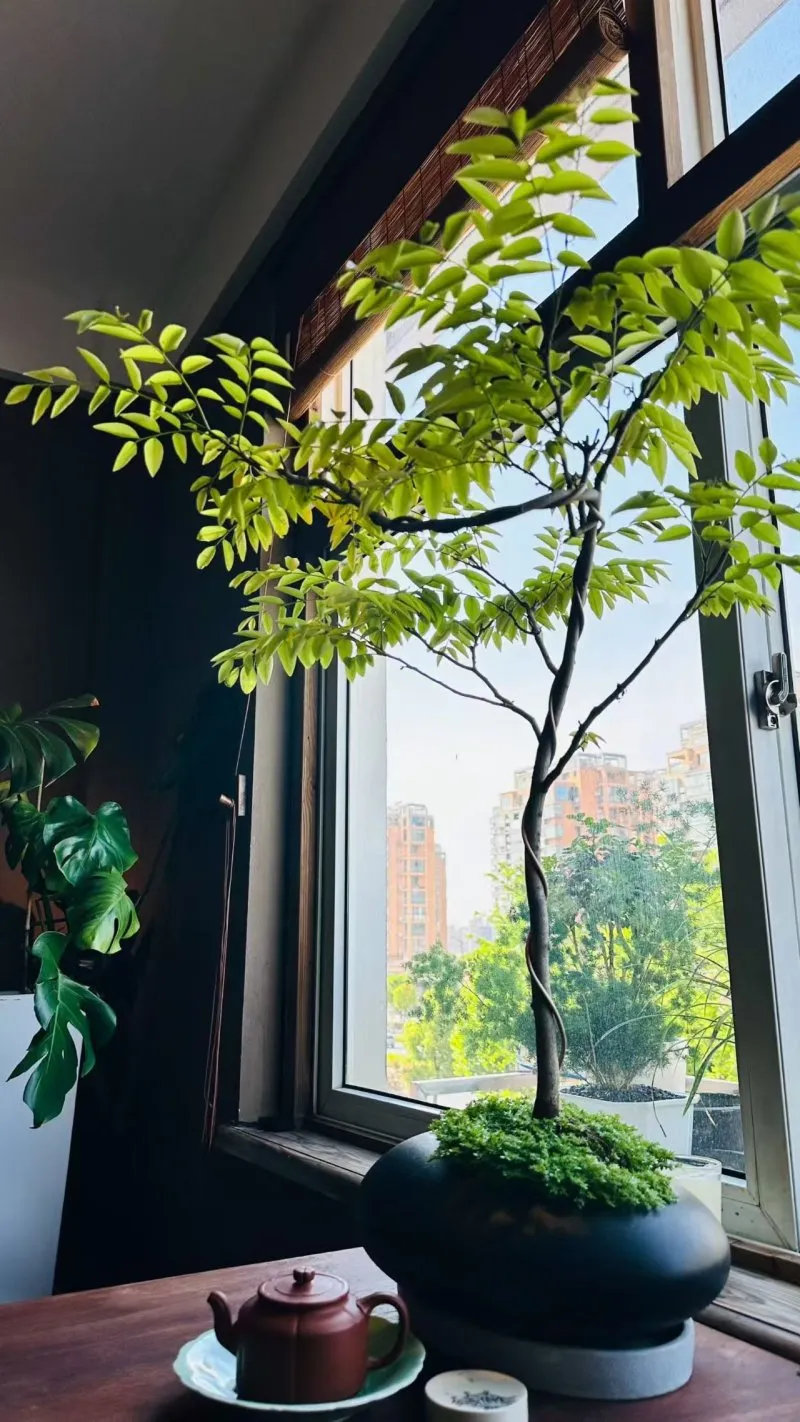金融圈寒冬，我靠一泡岩茶保住了最后的体面